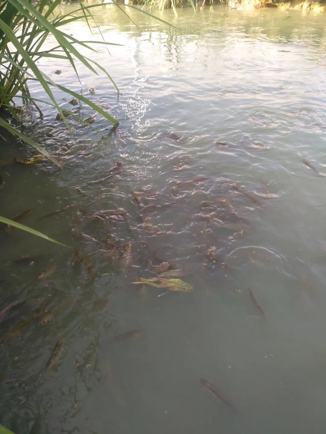 【灵秀钟山 水墨画廊】有吃有玩！钟山这个自治区休闲农业与乡村旅游示范点，宛如世外桃源...