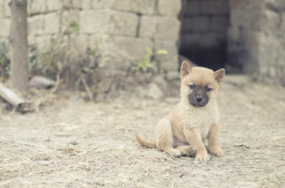 中华田园犬体质胜过宠物犬，因四点特质极少患病，值得国人珍惜！