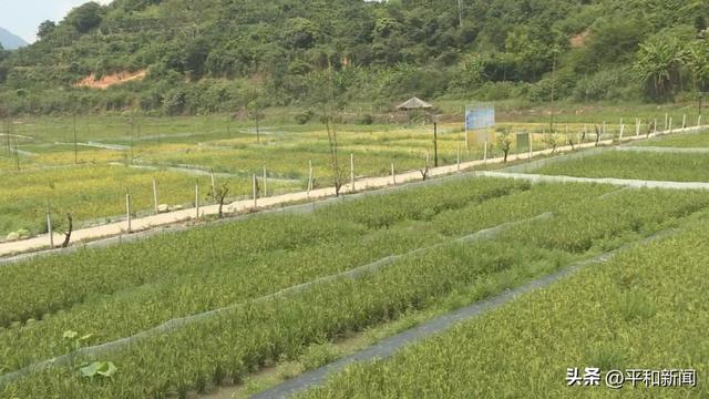 「生态环境保护」芦溪：稻蛙种养喜共生 一田多用促增收