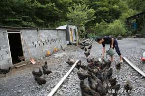 草公鸡养殖(深山养土鸡)