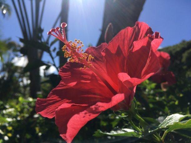 喜光开花旺，扶桑花掉苞养不好，肯定是这几点没做好