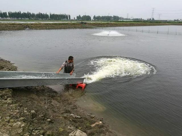 温度越来越高，加州鲈养殖这几个问题需要注意！