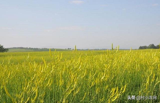 2020年种菜就种黄花菜，市场需求大、晒干就能卖，高产你会种吗？