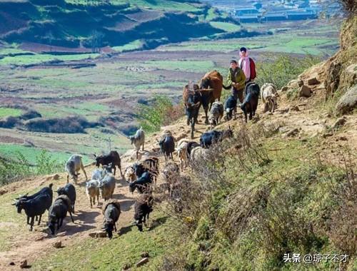 牛羊能否一起放牧、一起生活？养羊从业人琼子有话说