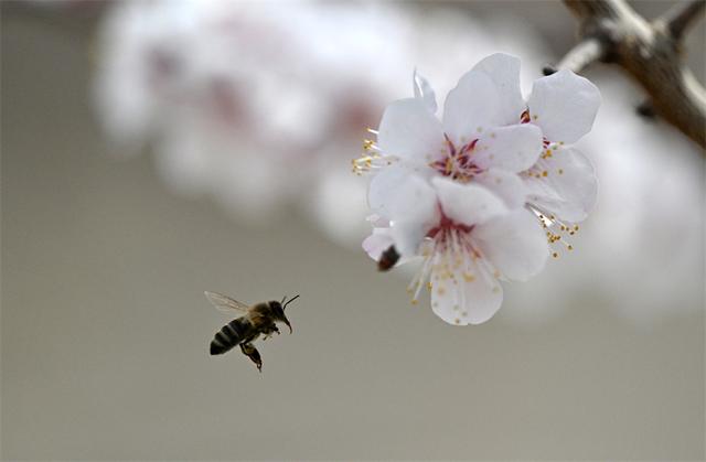 新疆巴州：花开蜂农致富忙