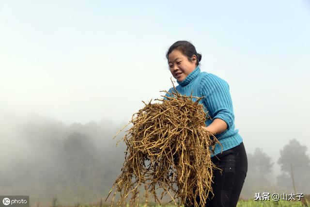 鱼腥草的高产种植方法和实用技术