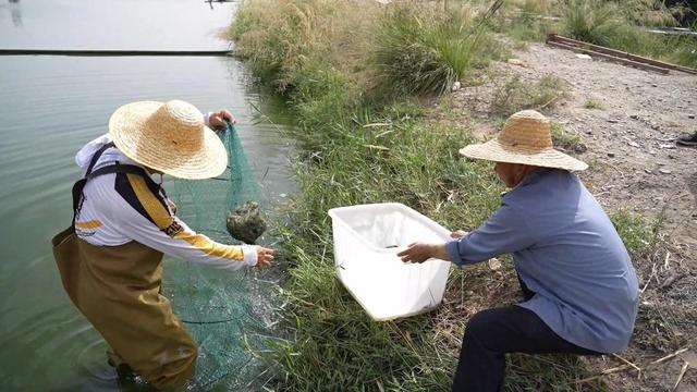 沿着河湖看新疆丨新疆好地方，内陆养“海鲜”