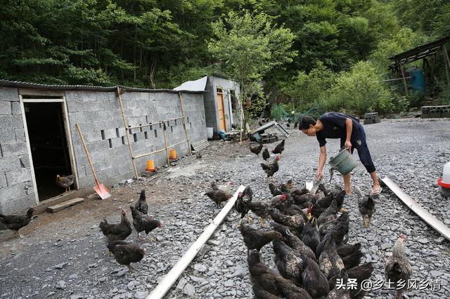 深山养土鸡