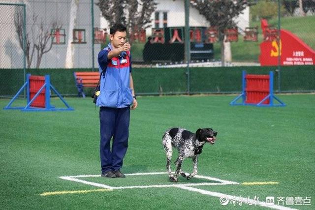 单犬服从、箱体和废墟搜救……95只搜救犬在济“考编上岸”