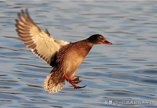 它人称“逍遥鸭”，能飞上百米，一个蛋就卖20块，最适合农村养殖