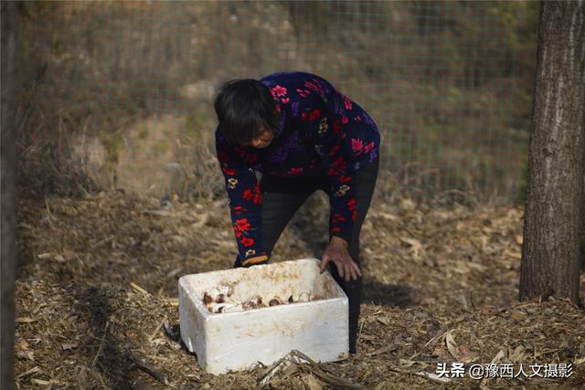 嵩县农村青年返乡创业，秸秆废料种出赤松茸，每亩地可收入2万元