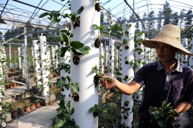 草莓种植模式探索——空中立体无土栽培如何产量翻倍？