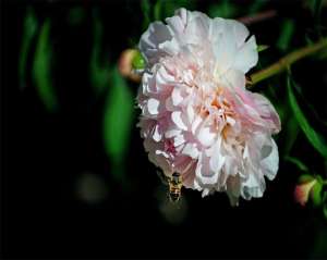 芍药花养殖(芍药花好强大，它跟牡丹是“哥俩”那么它该如何养殖呢？)