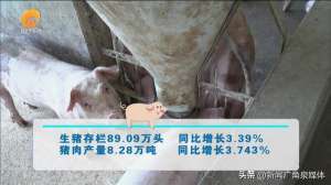 泉州畜牧养殖(泉州市生猪产能持续恢复 出栏量持续增加)