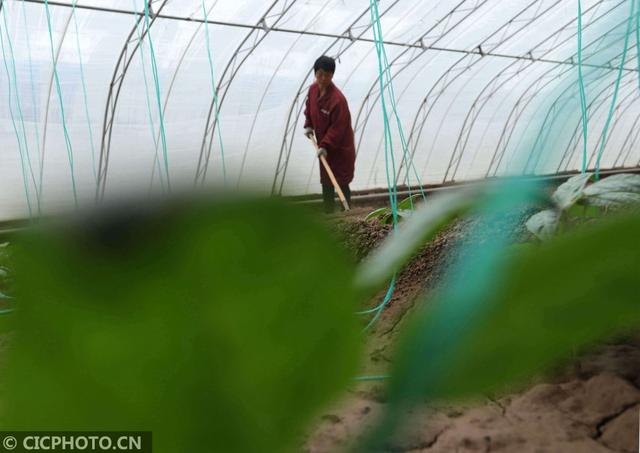 河北临西：特色种养业鼓起农民钱袋子