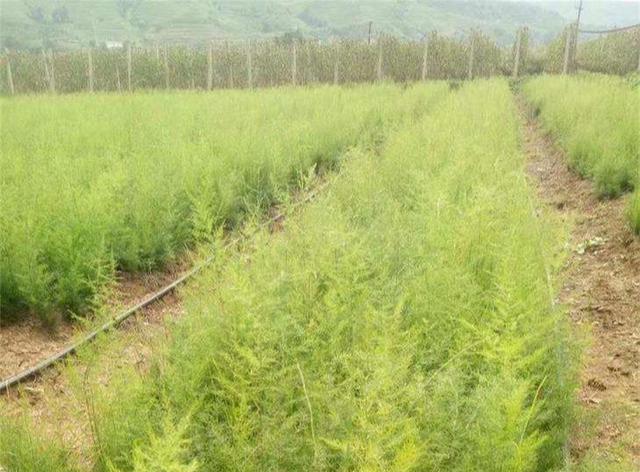 中药材天冬，市场需求量大，只有科学种植才能提高它的产量！