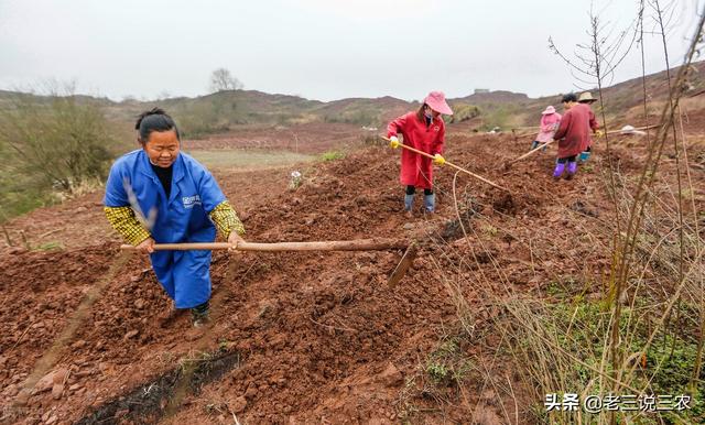 高产秘方！教你种植无虫眼、无分叉的胡萝卜，亩产10000斤不发愁