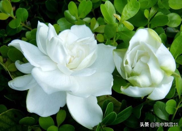 不会养栀子花？教你6方法，栀子花叶绿花香飘满家