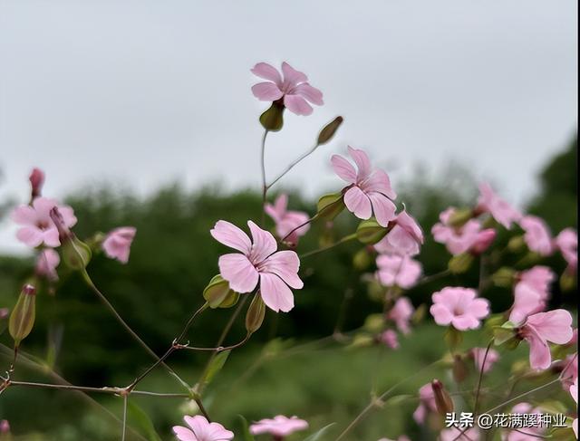 满天星的种植方法与注意事项