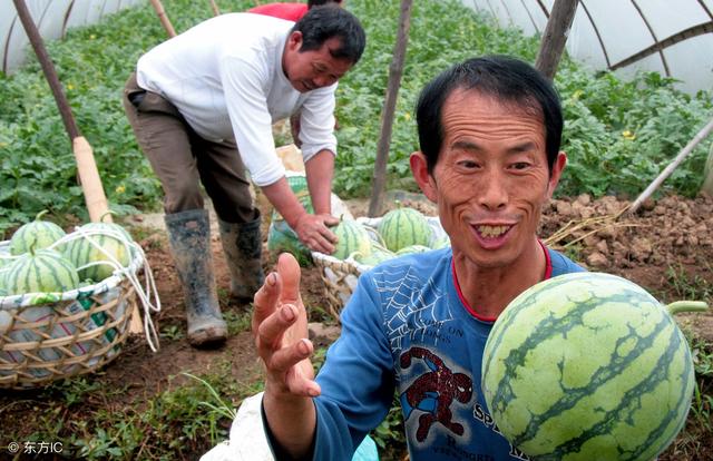 西瓜种植时间，简单易掌握