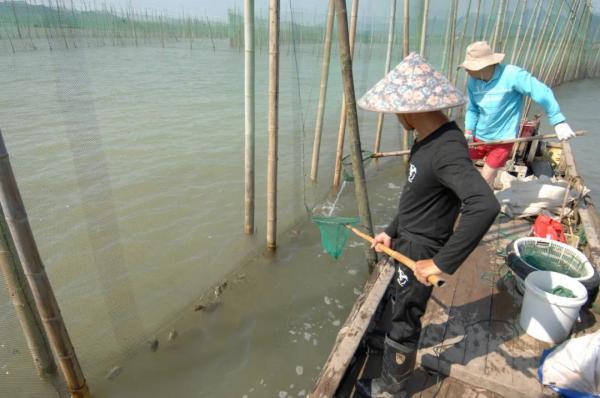 鲜味回归！别流口水！宁波养殖梭子蟹夏捕开始