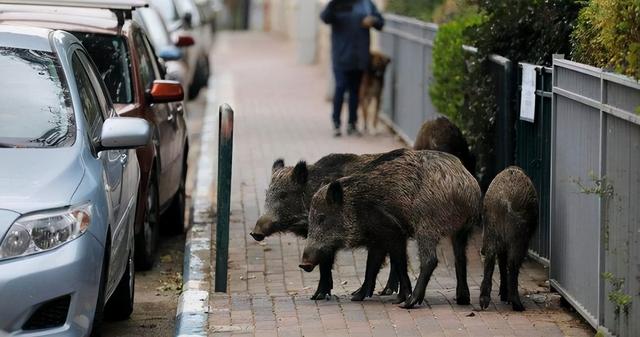 四川2万头野猪泛滥成灾，捕猎队两天仅杀8头，难度究竟有多大？