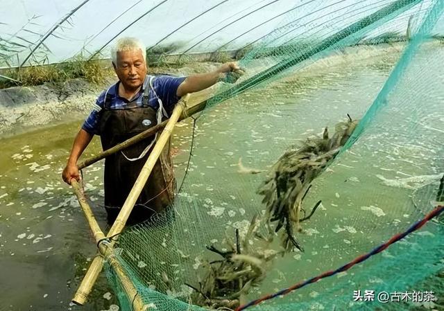 周氏新对虾的生物学特性及养殖技术