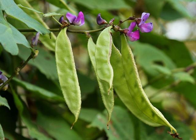 阳台上种植豆角，观花、观果又食用