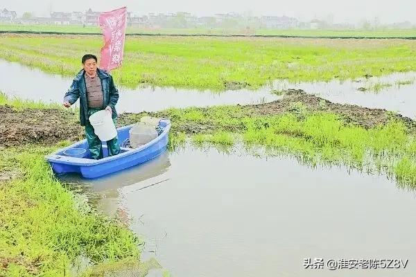 小龙虾个体大售价高，如何养出大规格？这四个条件要具备