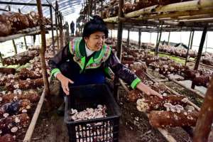 獾子养殖场(果断弃养广东等地“野味”产业及时转产止损)