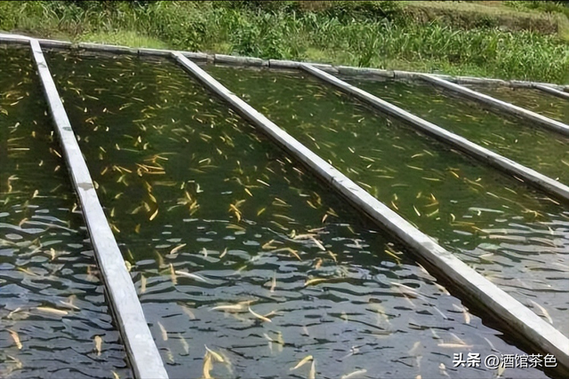 乌苏里拟鲿生物学及其池塘人工驯化养殖技术