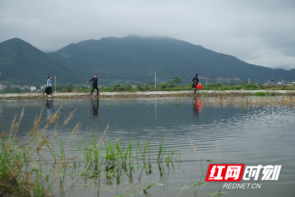 湖南蓝山：小龙虾 富农家