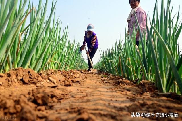 如何种出葱白又长又直、既高产又优质的大葱？抓好这7点