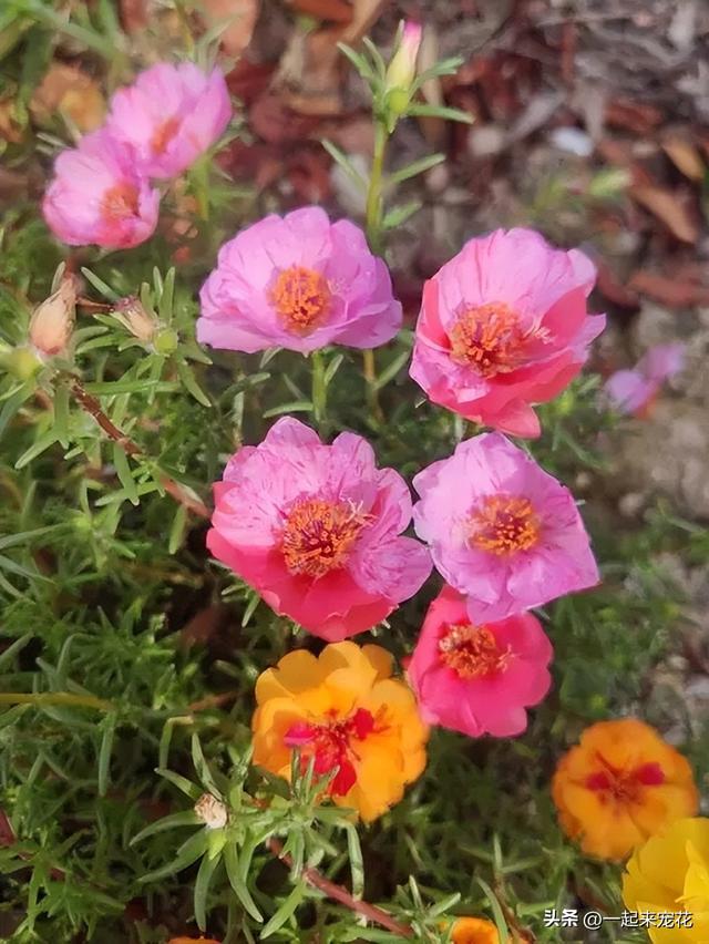 适合新手种植的6种花，随便种土里就能活，多季节有花赏