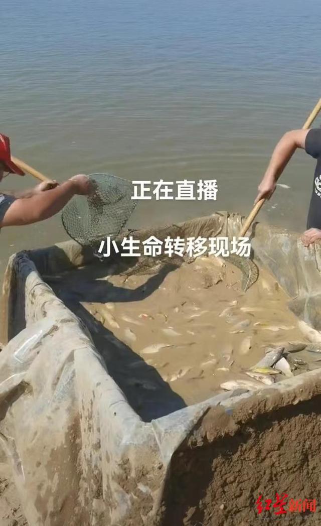 志愿者自费2000多元转运鄱阳湖搁浅鱼群，遭质疑“进了自己肚子”当事人：问心无愧