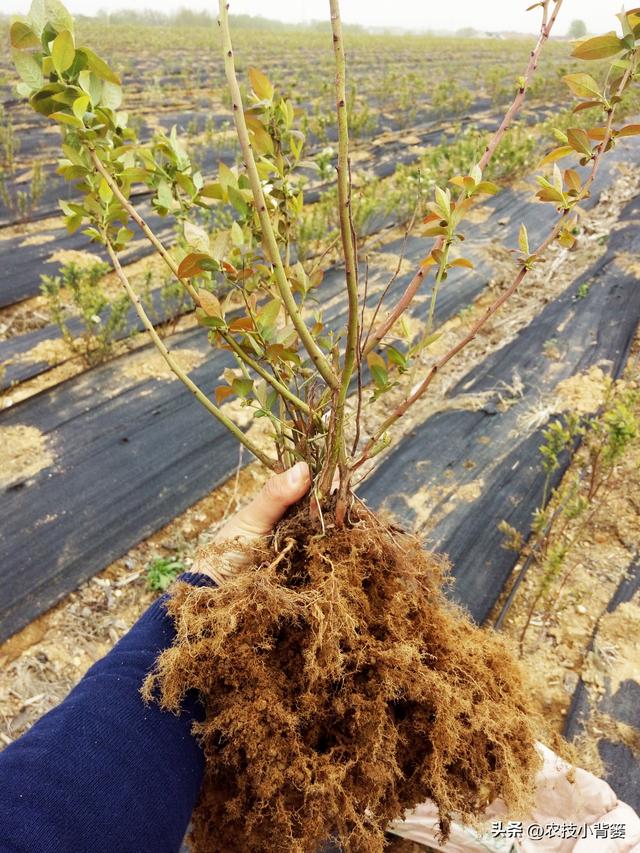 蓝莓栽培实用技术（二）：如何选地改土、满足冷温量、培养菌根？