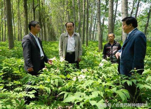 林下种植药材有哪些品种？中草药与农作物、果园、林木的套种模式