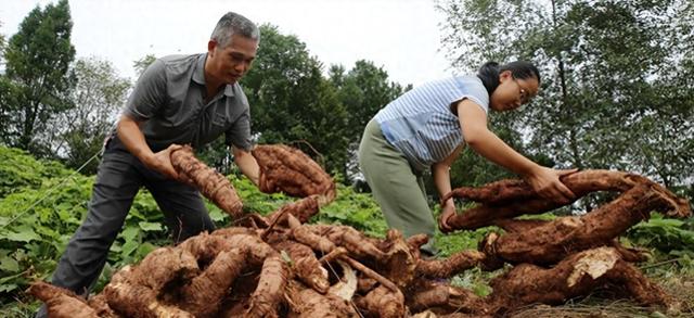 在国外泛滥，中国却在大量种植，国外每年花50亿元难消灭？