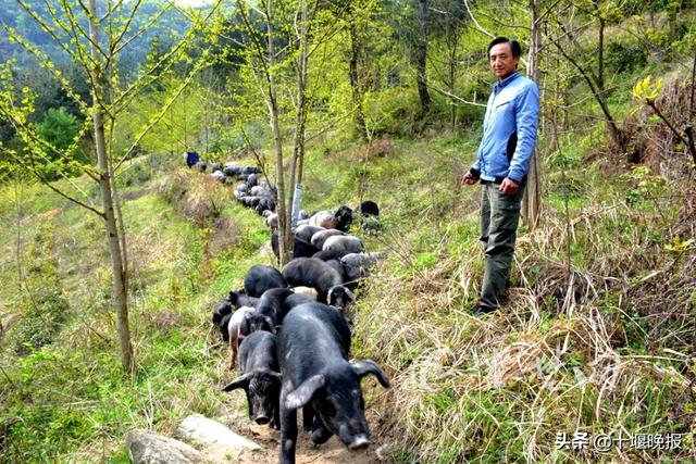 十堰男子养殖“跑山猪”轻松年入30万 每天只喂一顿，血统不凡