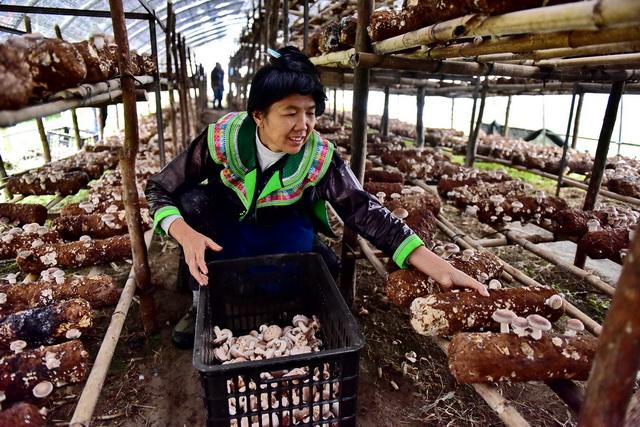 果断弃养！广东等地“野味”产业及时转产止损