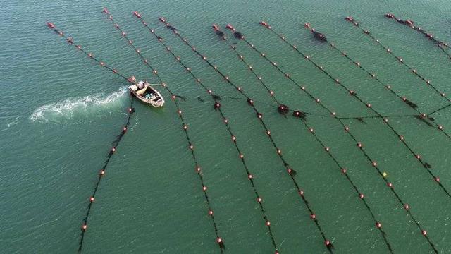 山东荣成：海带冬管忙