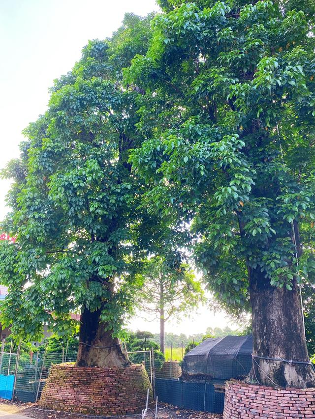 园林观察：园区覆盖海南广东福建，合计2500亩种植地，罗汉松基地