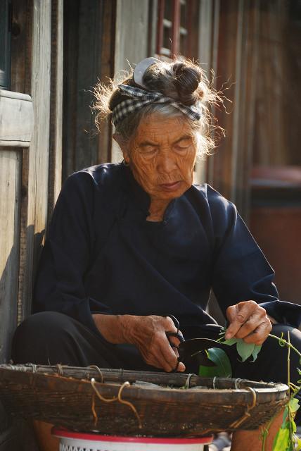 种植红薯有诀窍，“埋叶种植”缓苗快，长势好，在家也可种