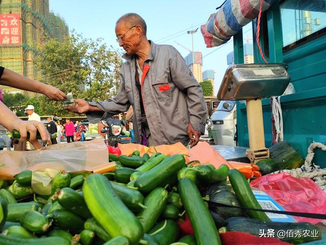 农民种植水果黄瓜，有前景没销路，无意间成就农村大叔好生意