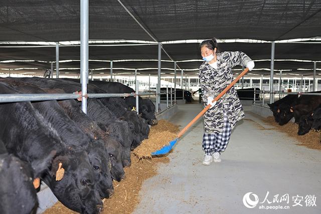 深蹲系列之蒙城：老牌“养牛示范县”如何抢抓“新风口”