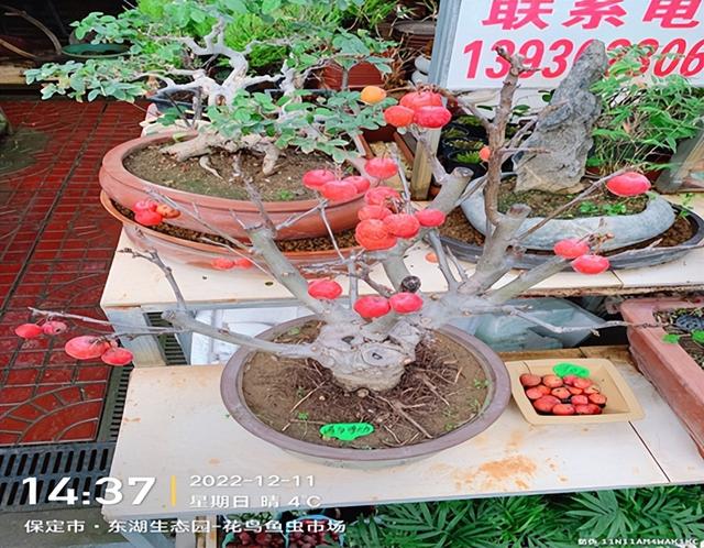 河北省保定市东湖花鸟鱼虫市场