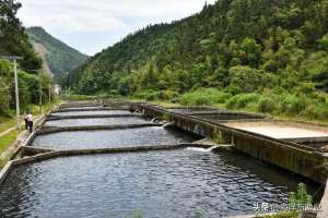 鲟鱼流水养殖(养在深山三年，广东这条鱼着急出山)