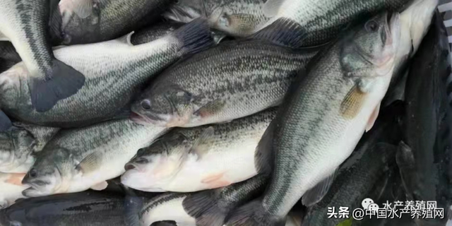 涨涨涨！大黄骨缺货涨价，河南鮰鱼大涨！鳜鱼跳水鲈鱼黑鱼跌价！