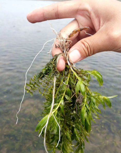 好水养好虾？没它你都没法养小龙虾！虾蟹养殖中最重要的是它