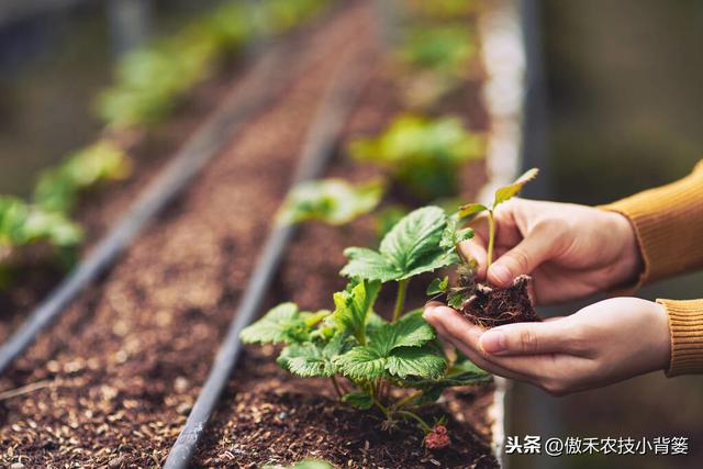 掌握好草莓移栽定植的时机与技巧，提高定植成活率、避免烂苗死棵